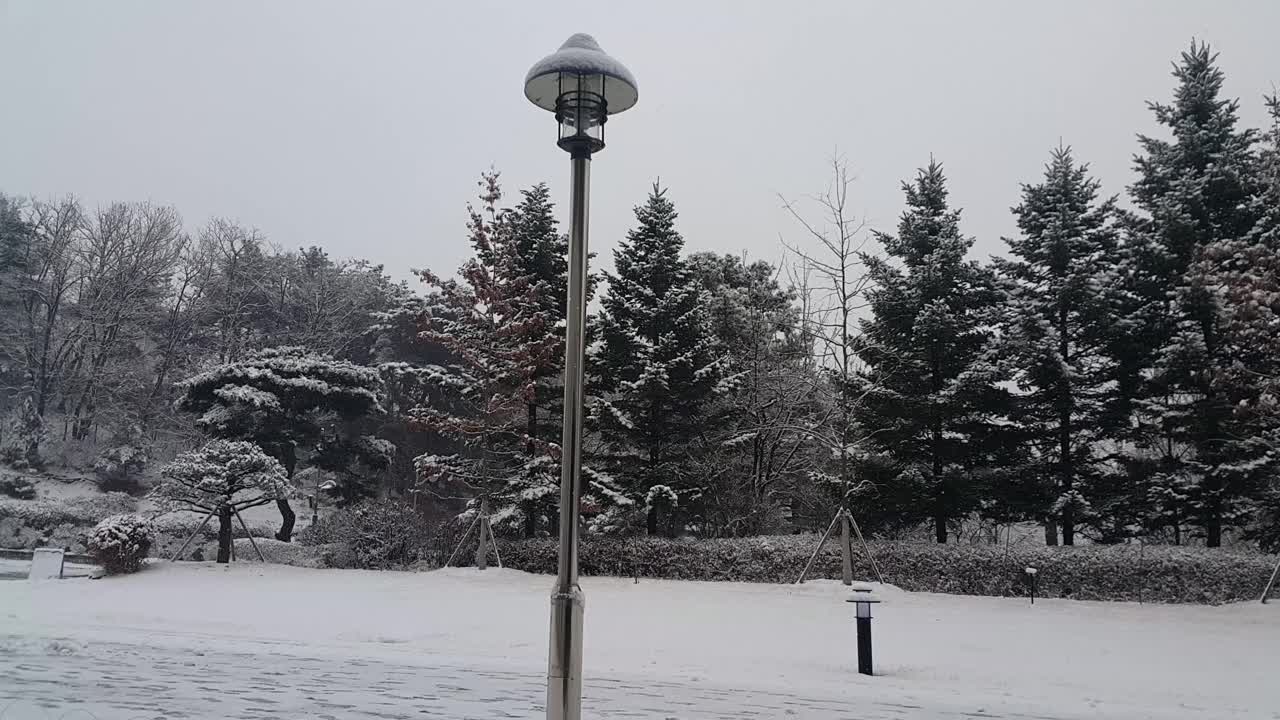 雪地和树木的景色，在一个公园在冬天视频素材