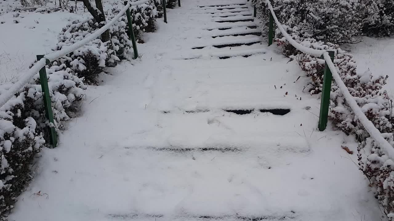 雪地和树木的景色，在一个公园在冬天视频素材