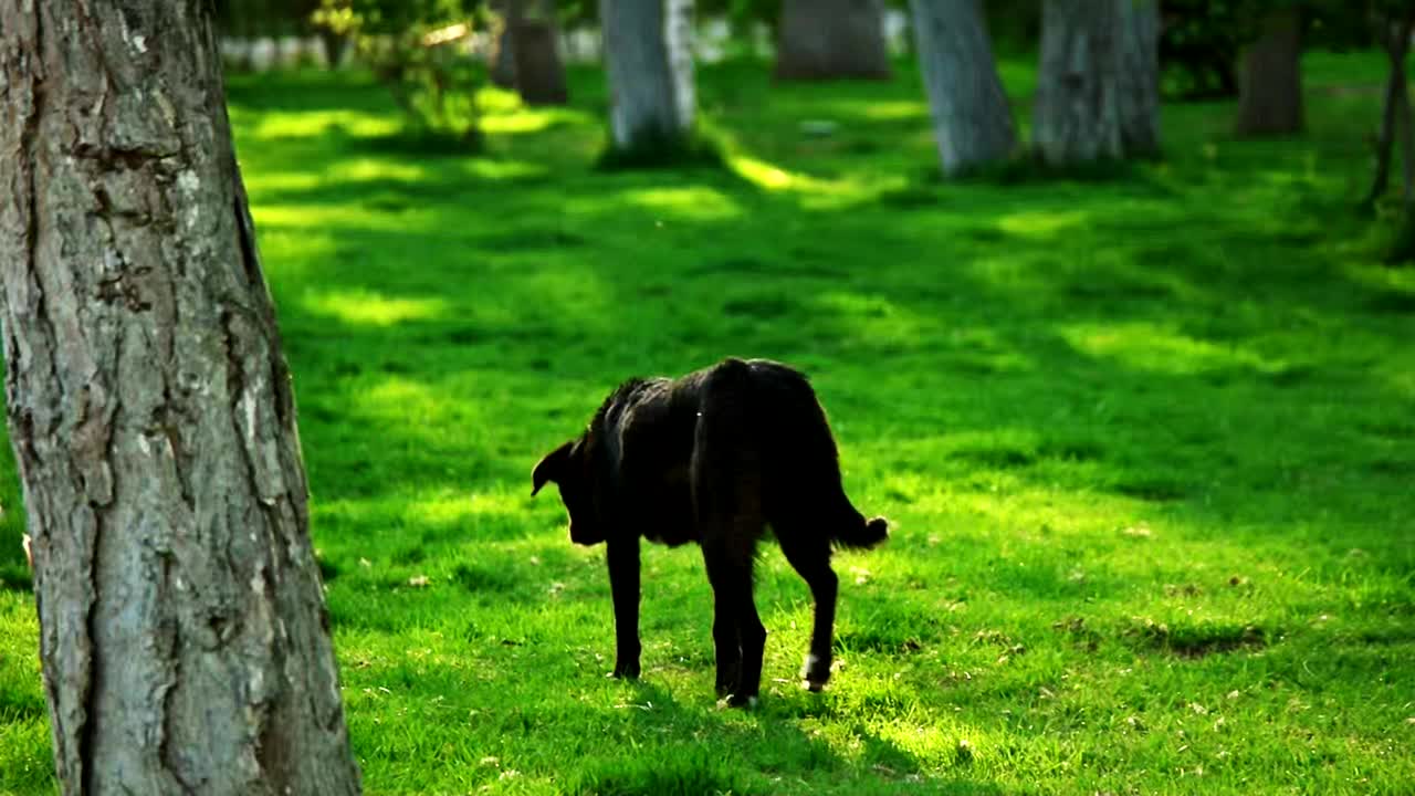 黑狗在城市公园的草地上散步视频素材