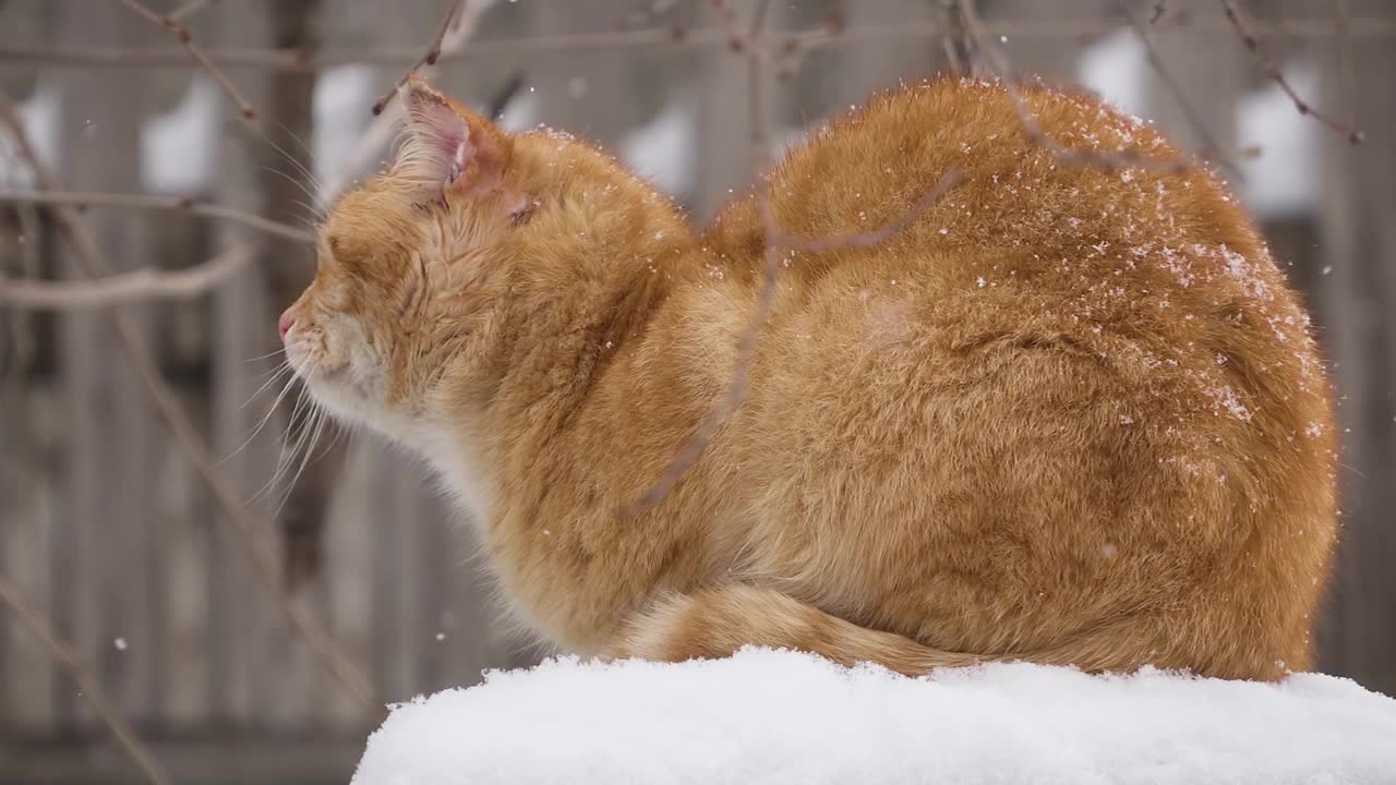 美丽的姜黄色魅力猫坐在篱笆下飘落的雪在冬天视频素材