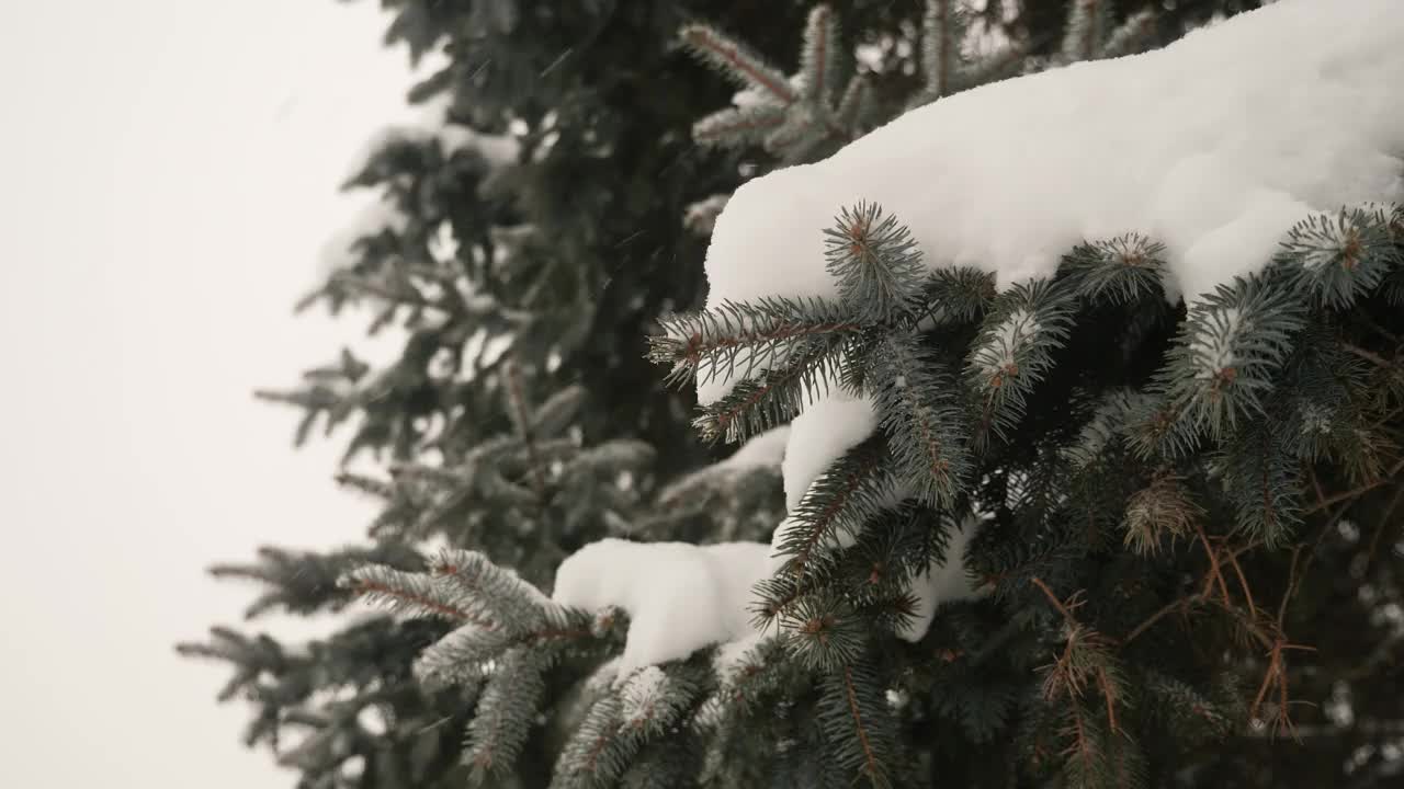 在暴风雪期间的松树针在4K视频素材