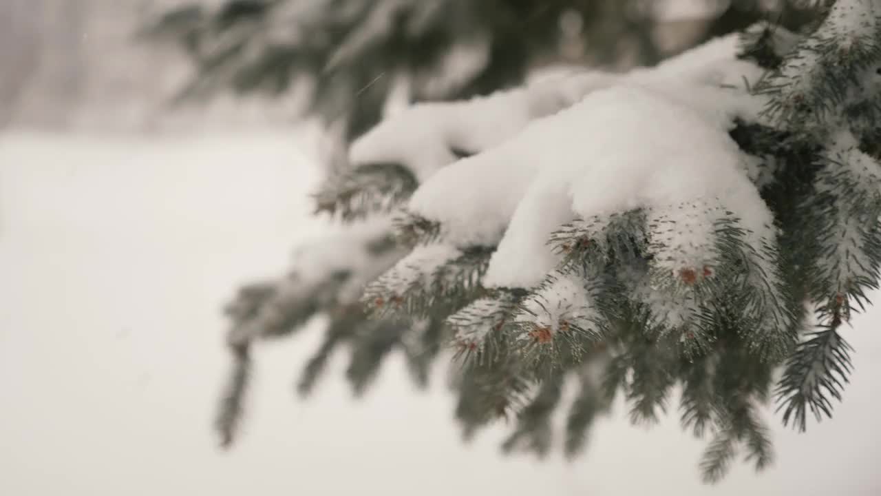 在暴风雪期间的松树针在4K视频素材