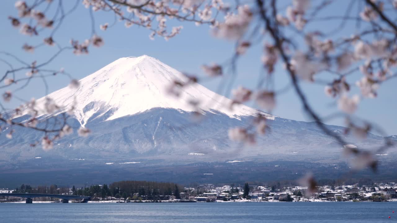 富士山湖边的樱花(Rack Focus)视频素材