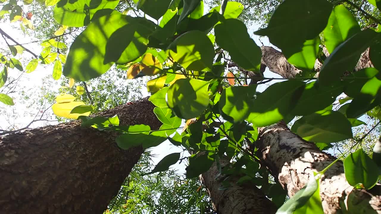 在热带雨林中寻找一棵树视频素材