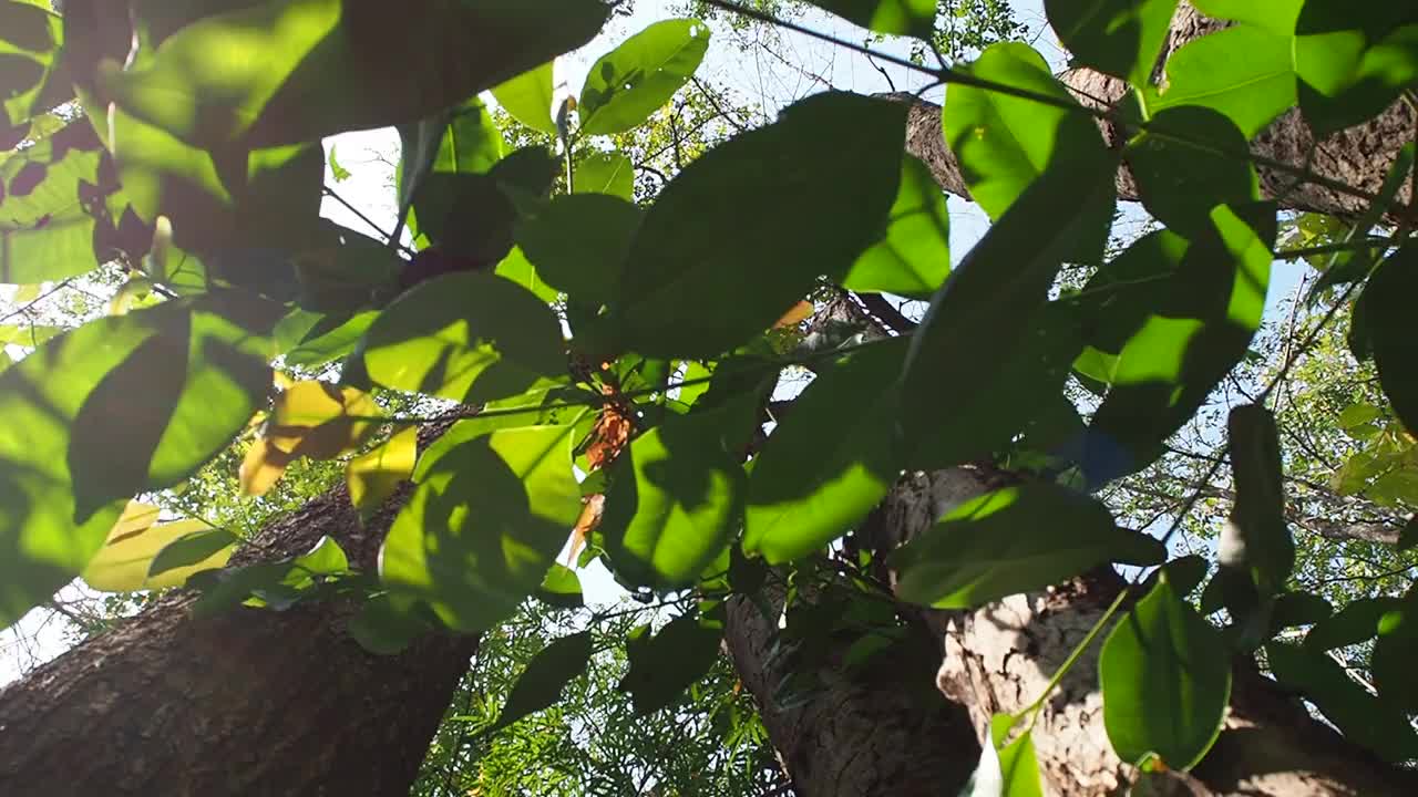 在热带雨林中寻找一棵树视频素材