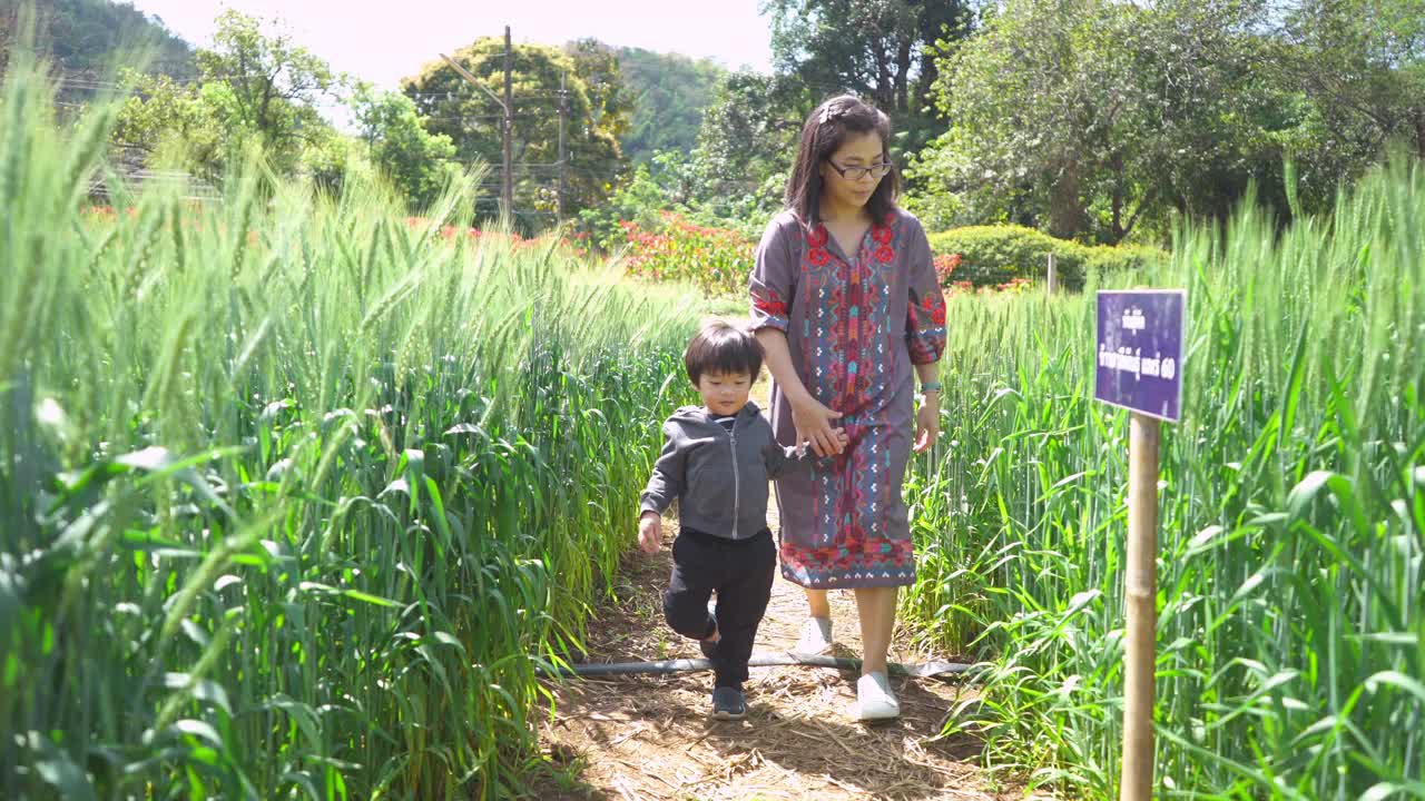 小男孩牵着妈妈的手，走在麦田里视频素材