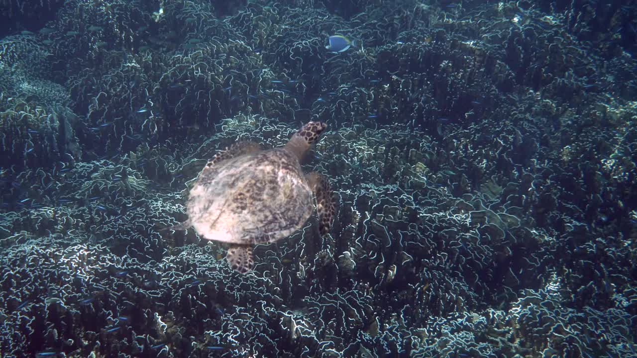 水下潜水和浮潜与海龟在热带国家游泳视频素材