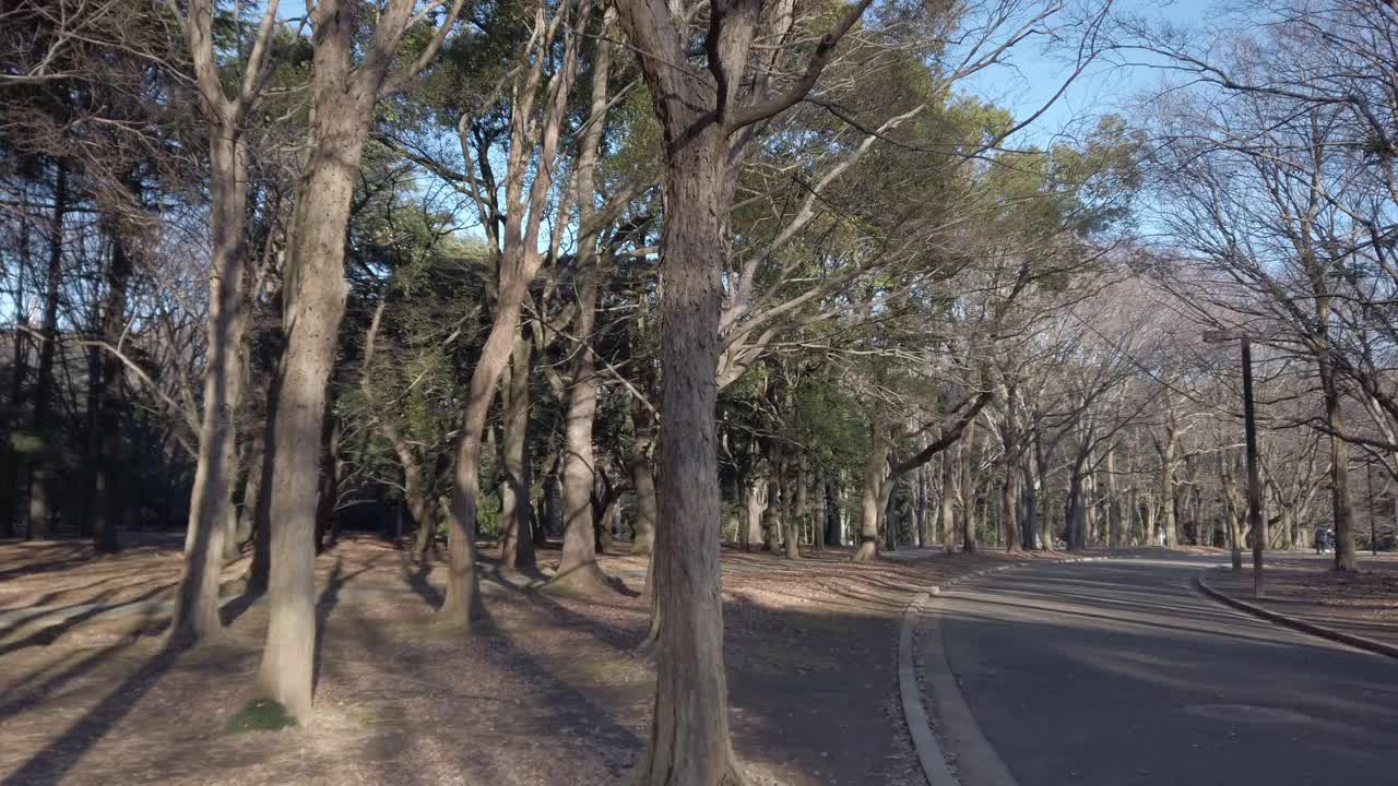 日本东京代代木公园的风景。视频素材