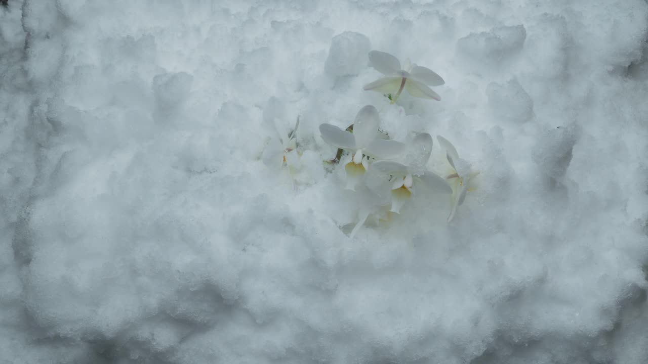 微距延时摄影，融化的雪变成了液态水，露出了一朵白色的花视频素材