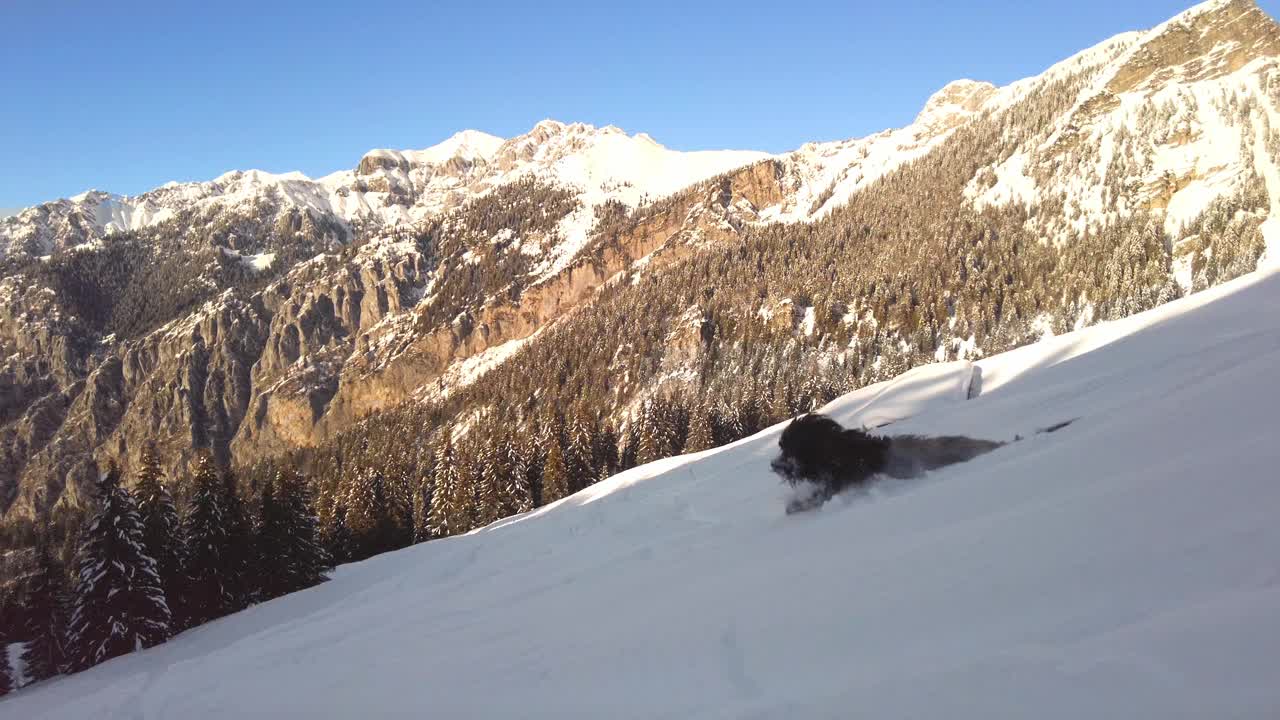 一只黑色的牧羊犬在刚下的雪中往山下跑视频素材