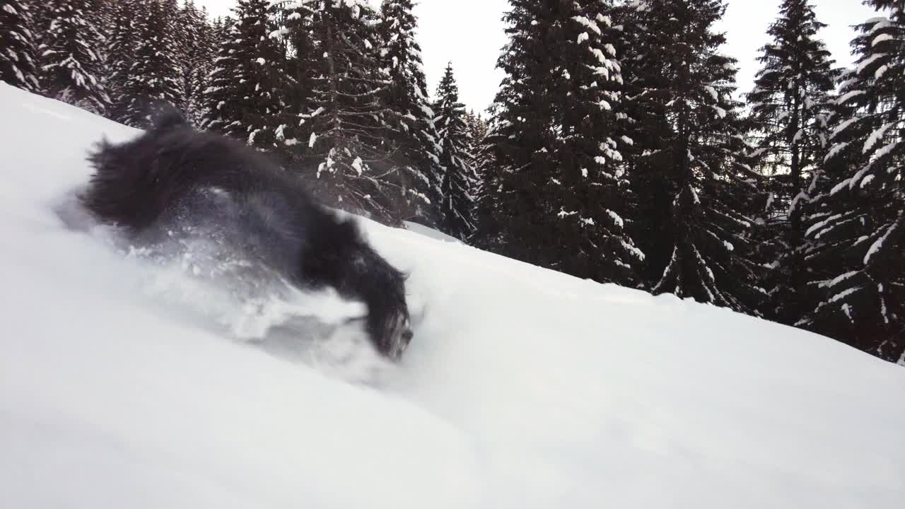 黑色牧羊犬在新鲜的雪中跳跃，玩得很开心视频素材