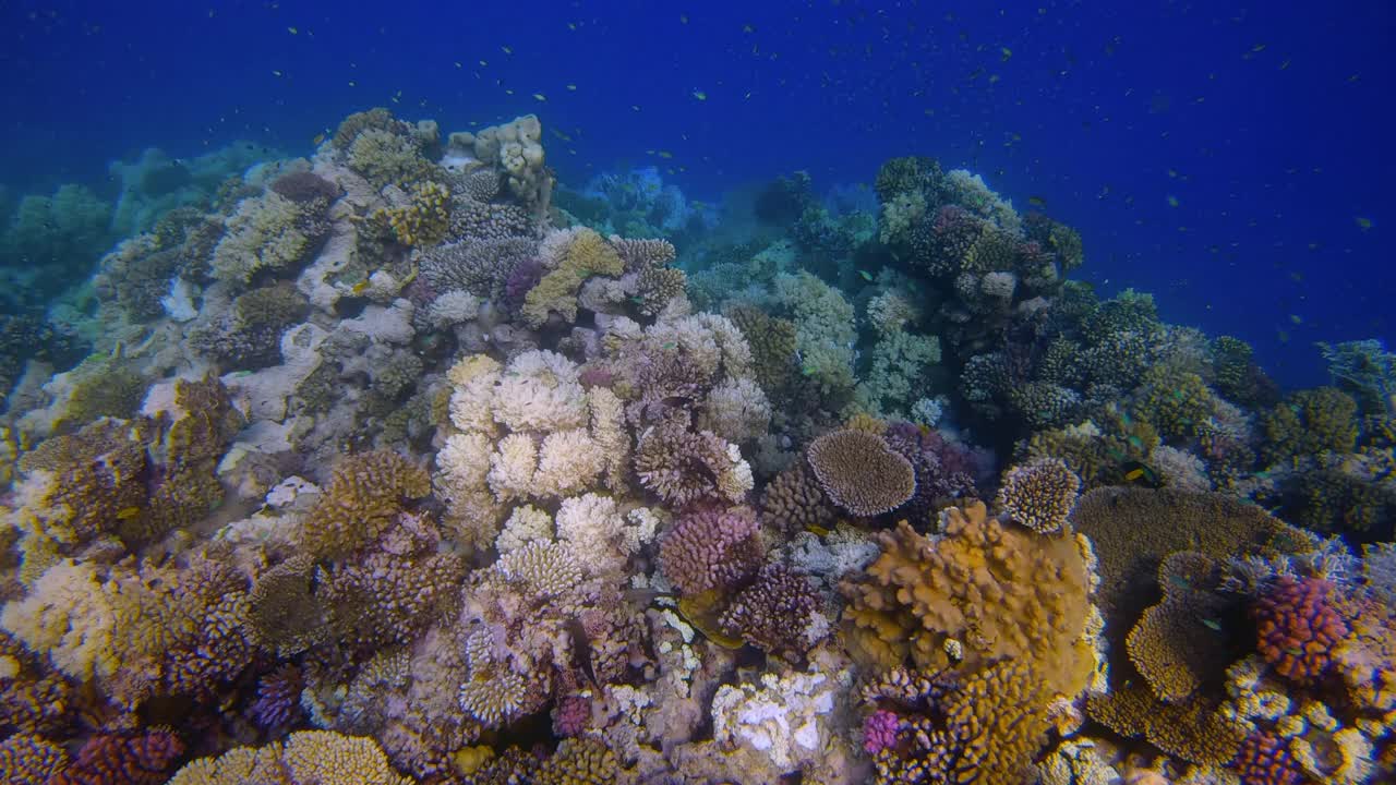 在埃及红海的马萨阿拉姆，美丽的珊瑚礁上有海洋生物和许多小型热带鱼视频素材