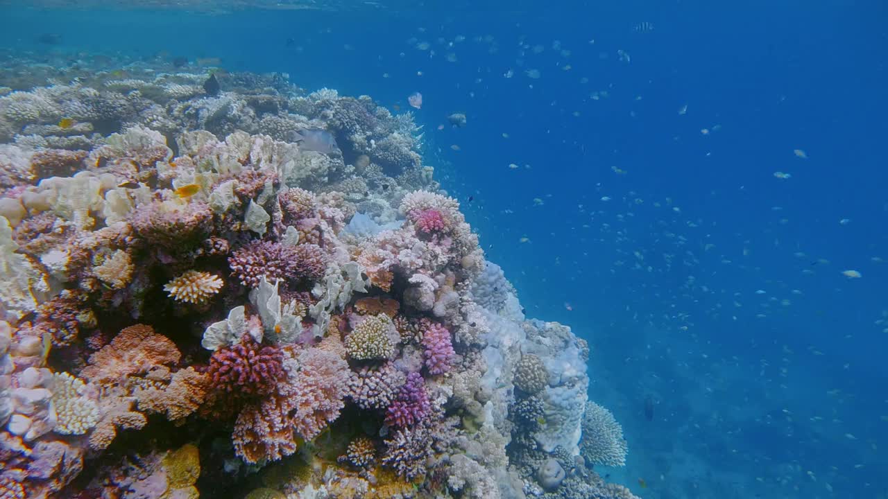 美丽的珊瑚礁上的海洋生物和许多小型热带鱼，绿色Chromis viridis(绿色Chromis)在红海-马萨阿拉姆-埃及视频素材