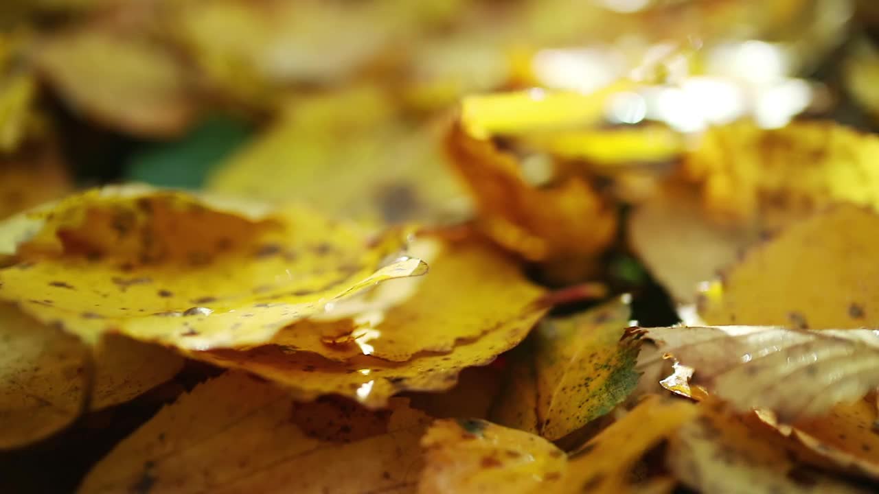 森林地面在秋天的森林。美丽的主题，黄色和红色的叶子，苔藓，蘑菇。沿着倒下的树干。黑暗森林里的阳光视频素材