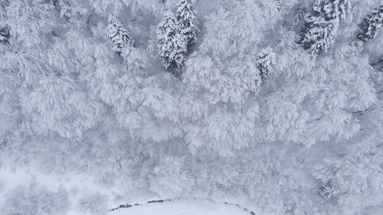 航拍:云杉和松树的冬季森林完全被雪覆盖。视频素材