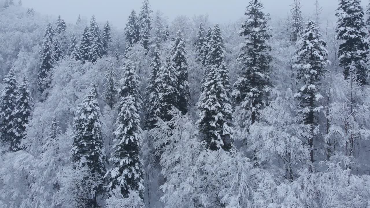 航拍:云杉和松树的冬季森林完全被雪覆盖。视频素材