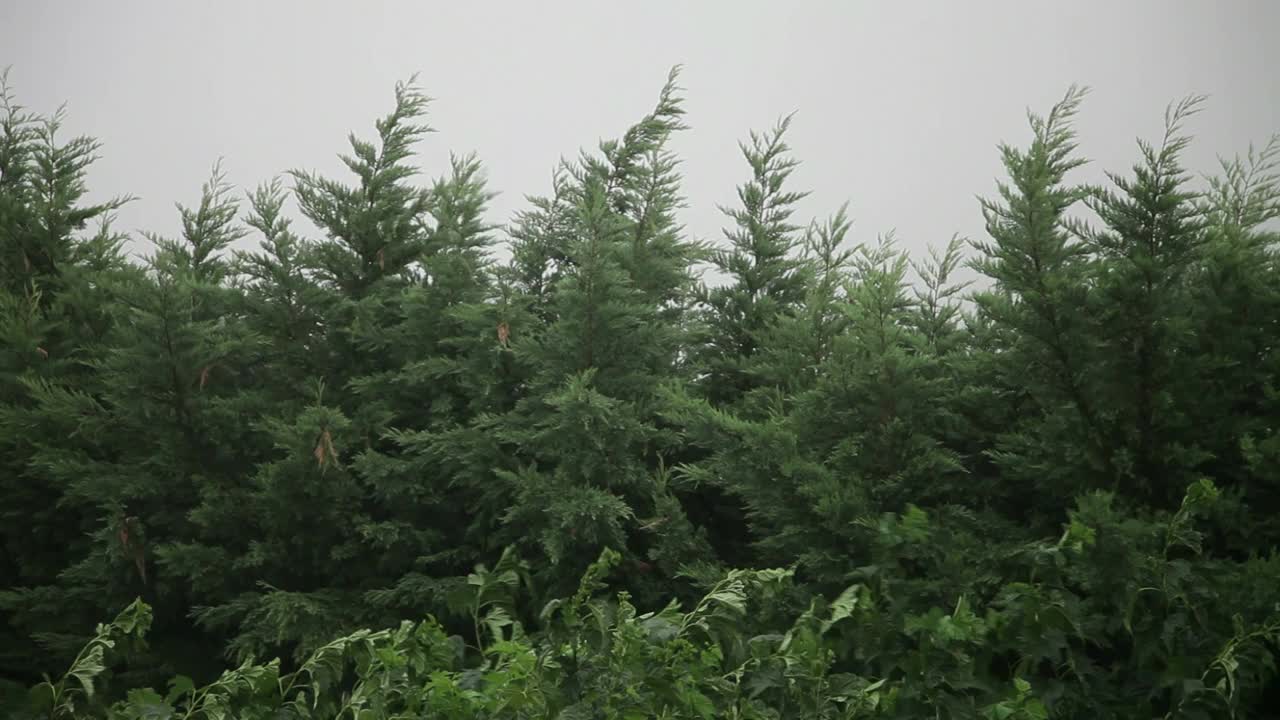 森林中的风暴视频下载