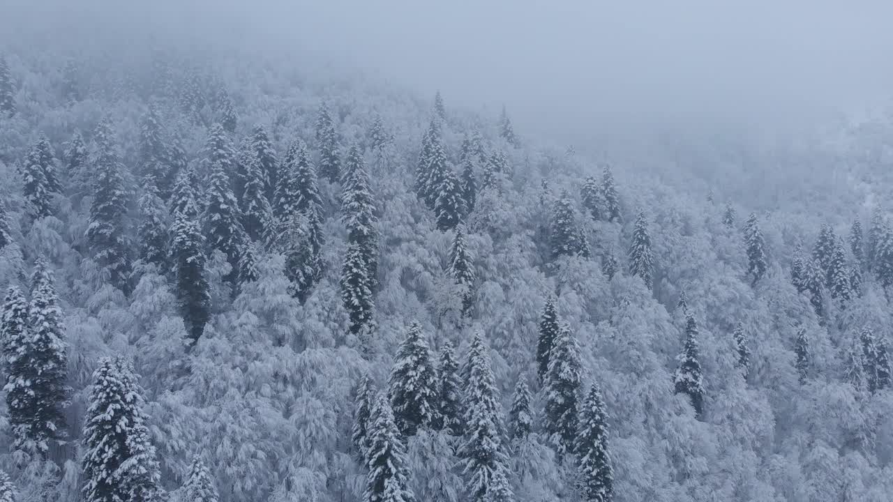 航拍:云杉和松树的冬季森林完全被雪覆盖。视频素材