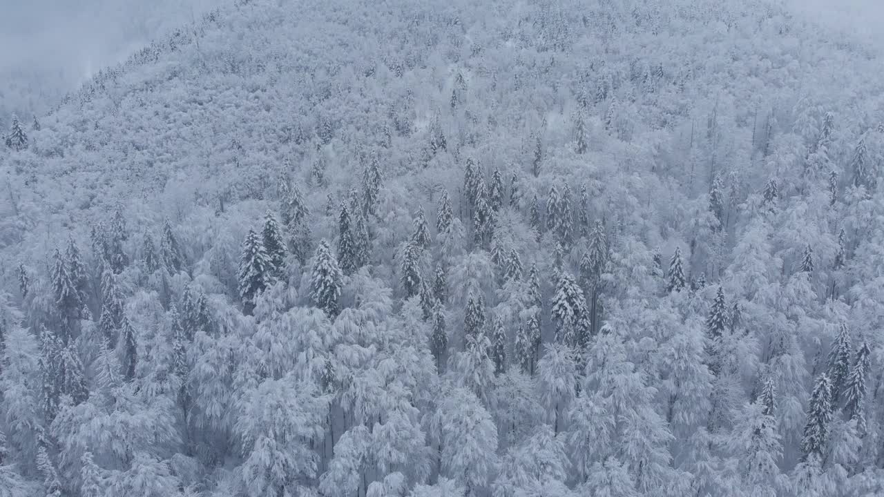 航拍:云杉和松树的冬季森林完全被雪覆盖。视频素材