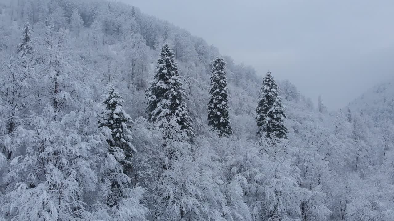 航拍:云杉和松树的冬季森林完全被雪覆盖。视频素材