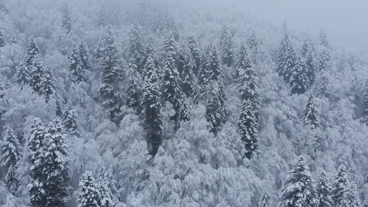 航拍:云杉和松树的冬季森林完全被雪覆盖。视频素材