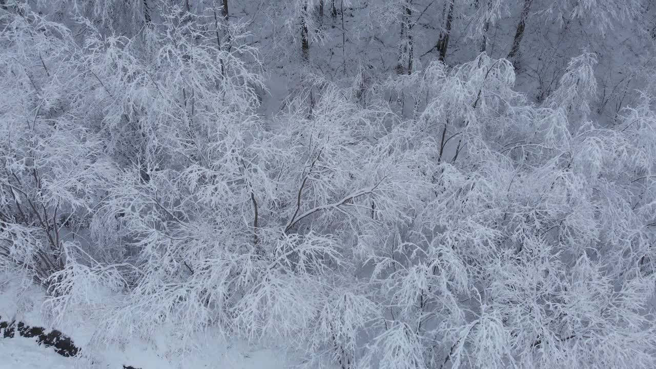 航拍:云杉和松树的冬季森林完全被雪覆盖。视频素材