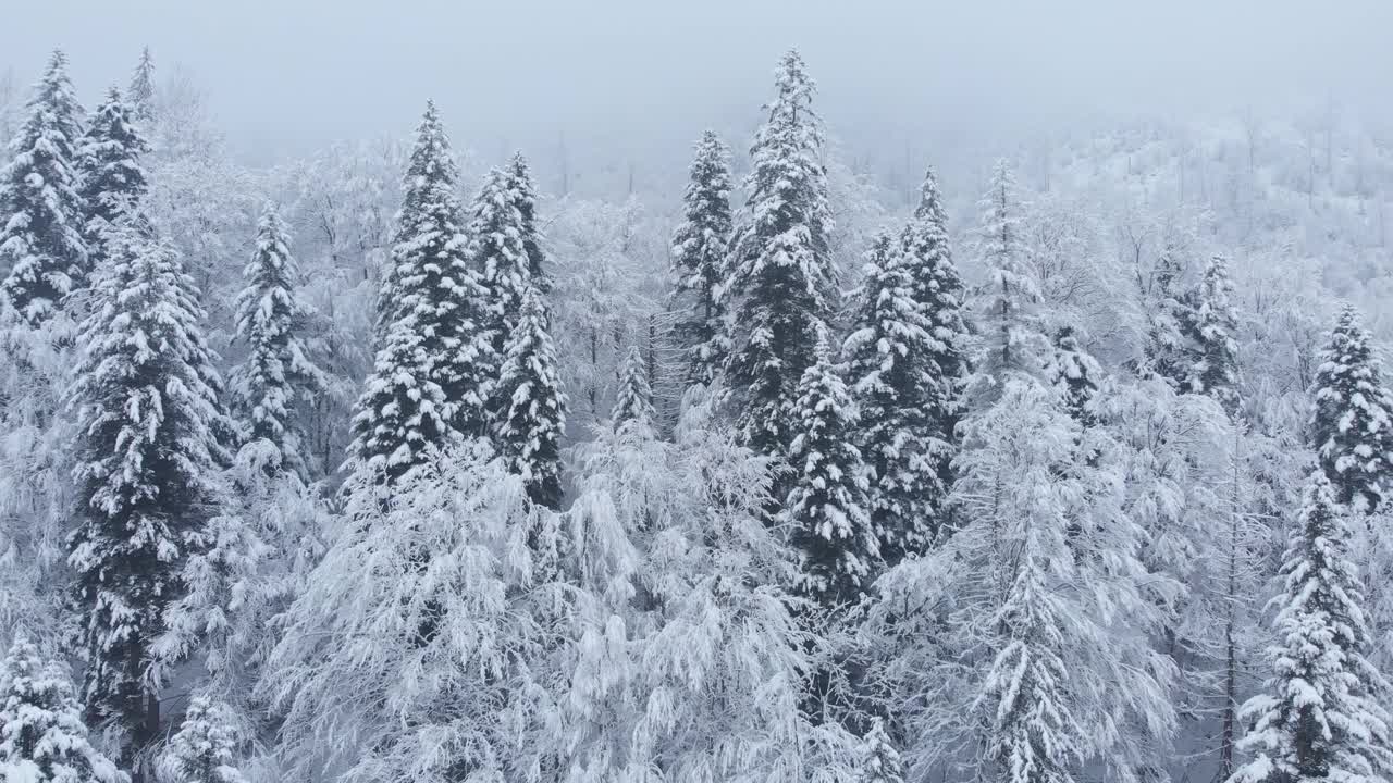 航拍:云杉和松树的冬季森林完全被雪覆盖。视频素材