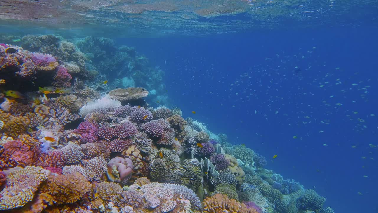 在埃及红海的马萨阿拉姆，美丽的珊瑚礁上有海洋生物和许多小型热带鱼视频素材