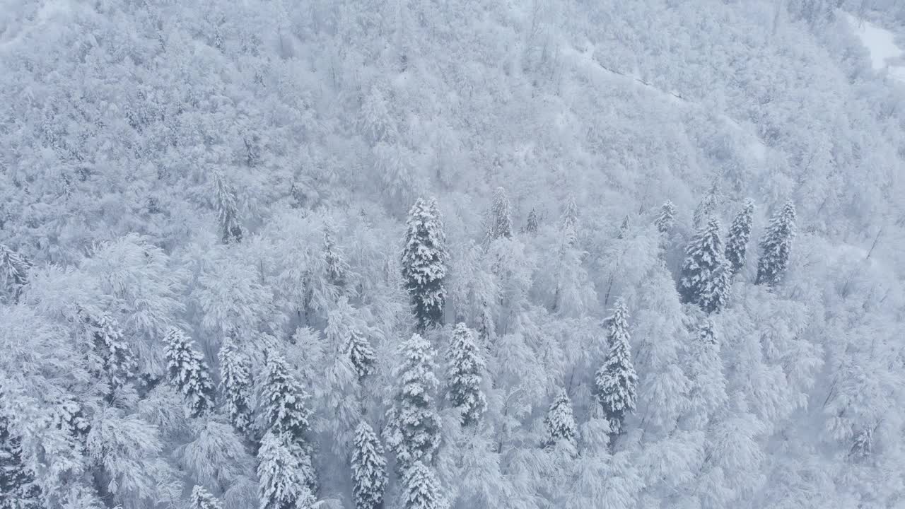 航拍:云杉和松树的冬季森林完全被雪覆盖。视频素材