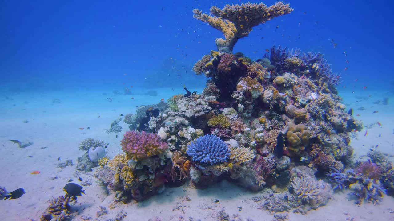 在美丽的珊瑚礁和许多热带鱼水下潜水红海-拉哈米湾/马萨阿拉姆视频素材