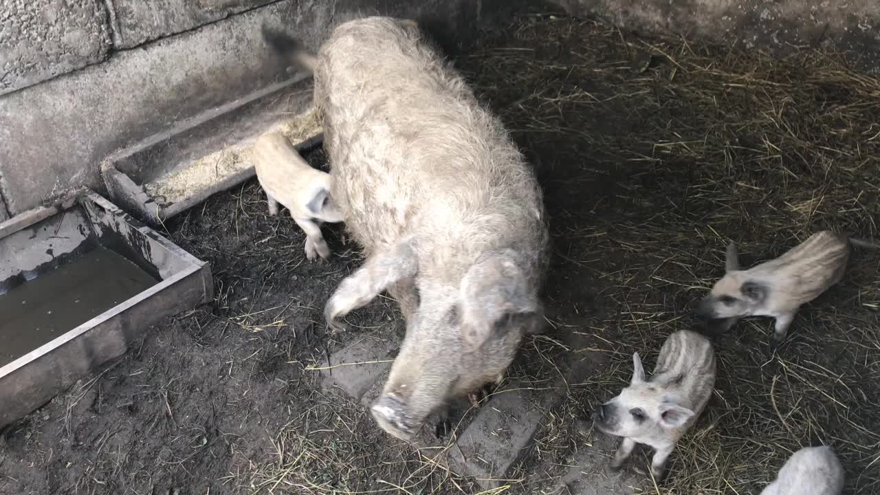 猪圈里养着小猪的母猪。视频素材