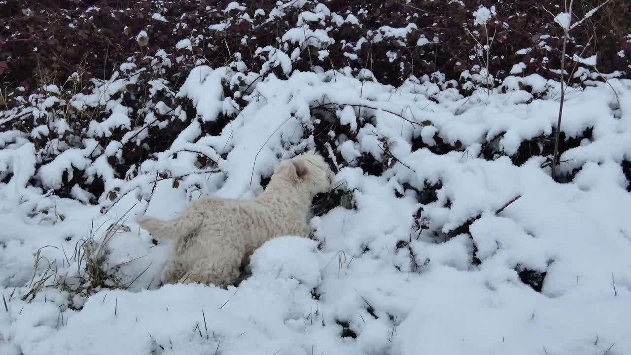 西高地猎犬，嗅探雪地中的灌木丛视频素材