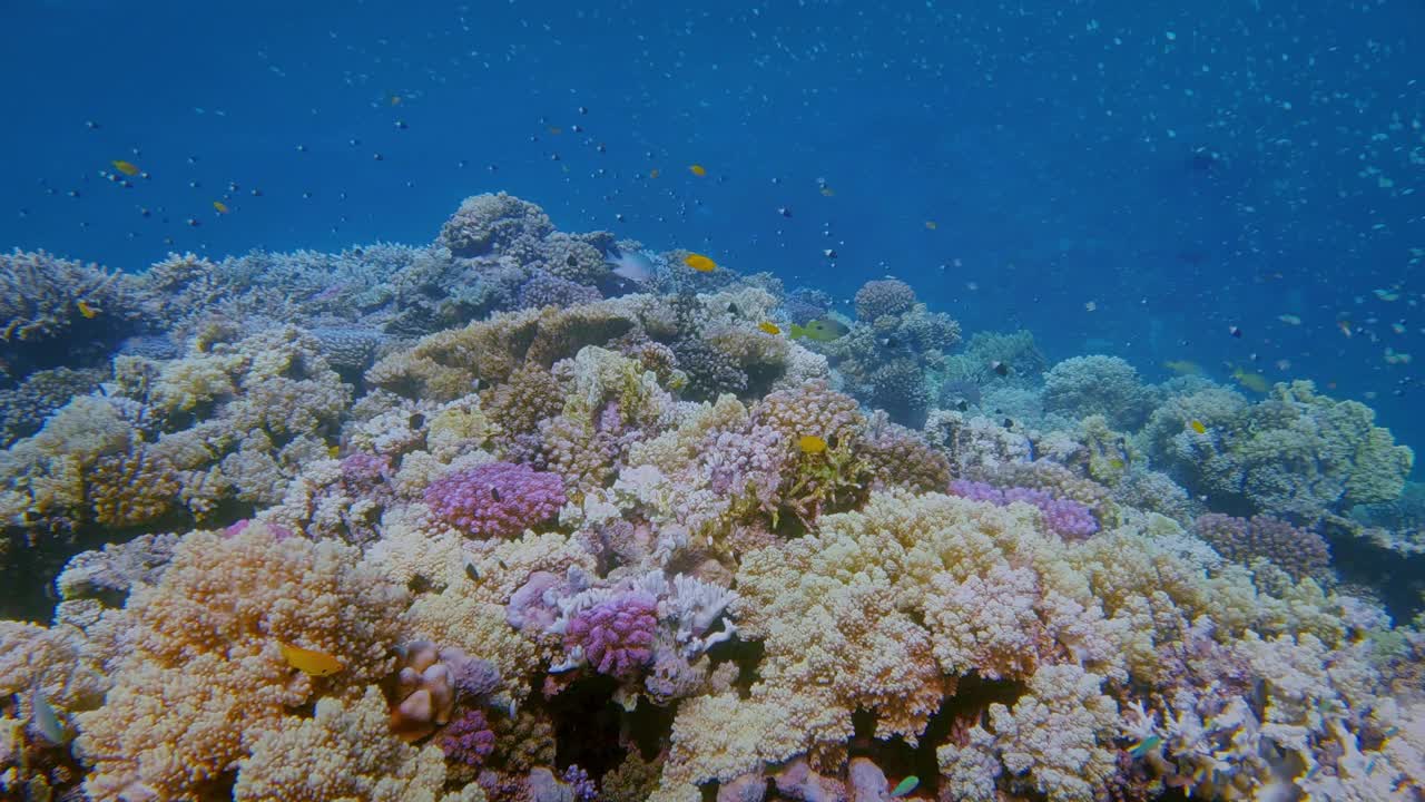 美丽的珊瑚礁上的海洋生物和许多小型热带鱼，绿色Chromis viridis(绿色Chromis)在红海-马萨阿拉姆-埃及视频素材