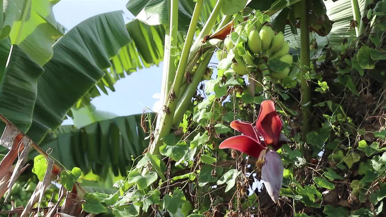 红色的香蕉花和慢慢成熟的绿色果实覆盖着野生藤蔓视频素材