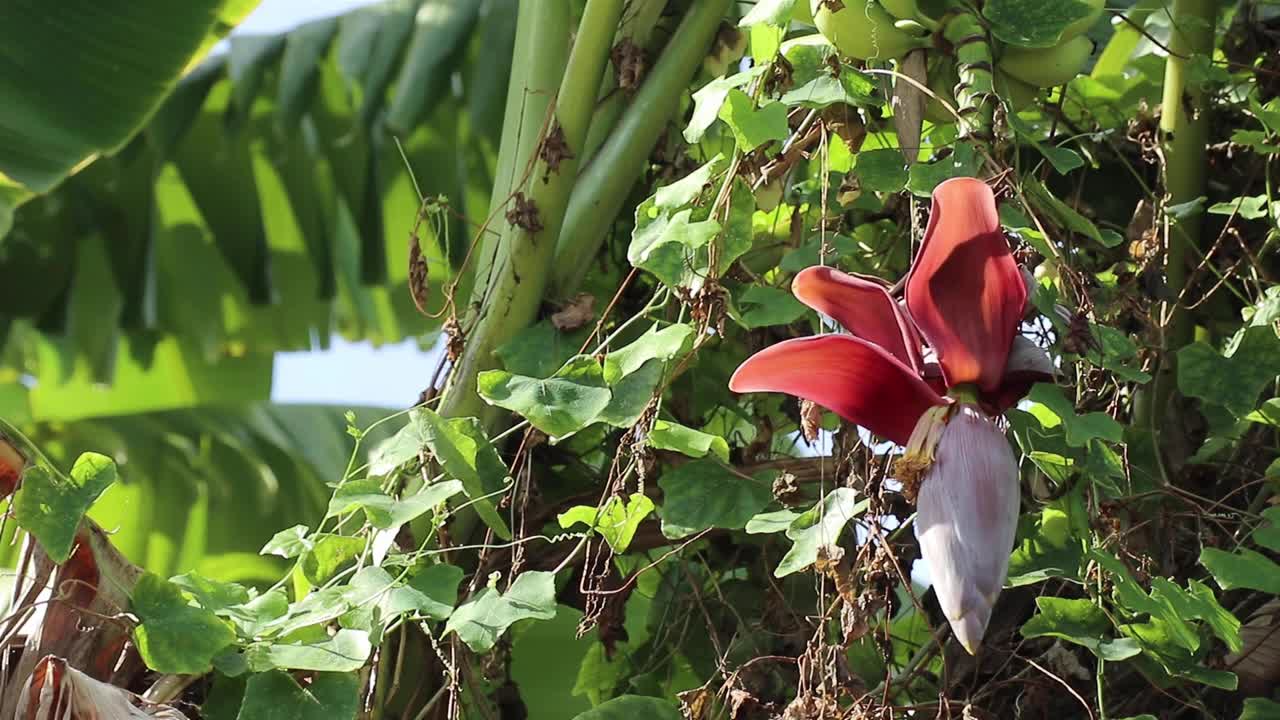 红色的香蕉花和慢慢成熟的绿色果实覆盖着野生藤蔓视频素材