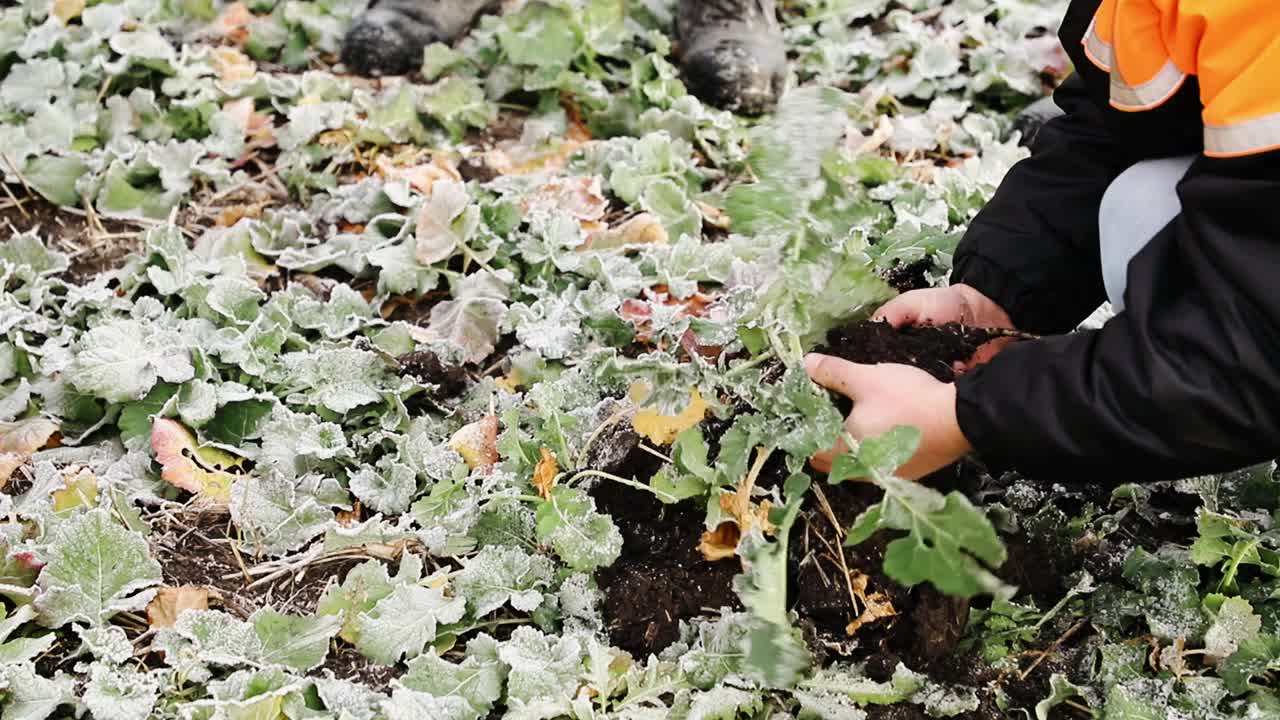 农夫在田里。一位植物专家正在检查油菜籽田。概念生态、生物产品、检验、天然产品。有机农业生物燃料种植园视频素材