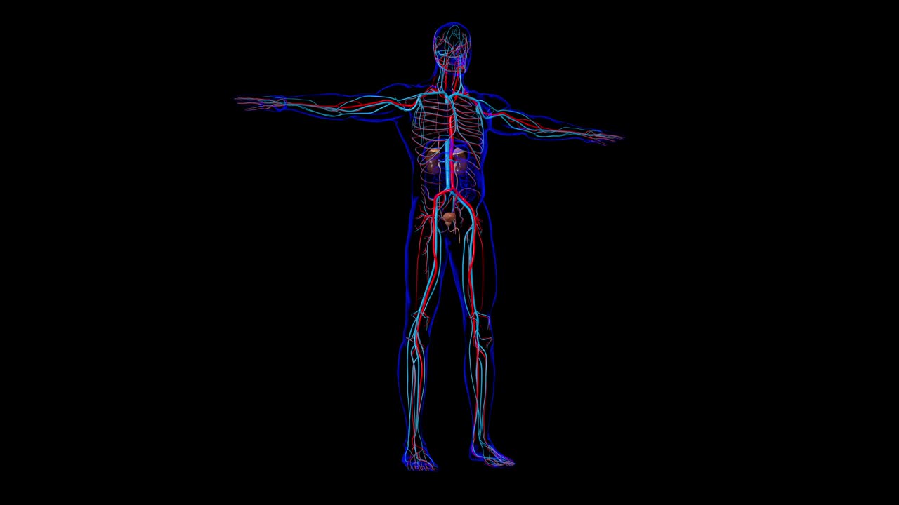 人体泌尿系统肾脏与膀胱解剖学的医学概念3D视频素材