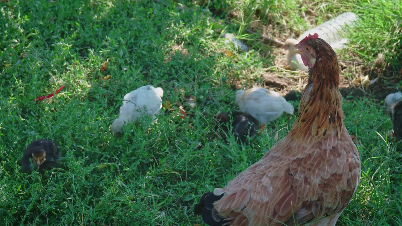 小鸡看着他的小鸡在草地上啄食视频素材