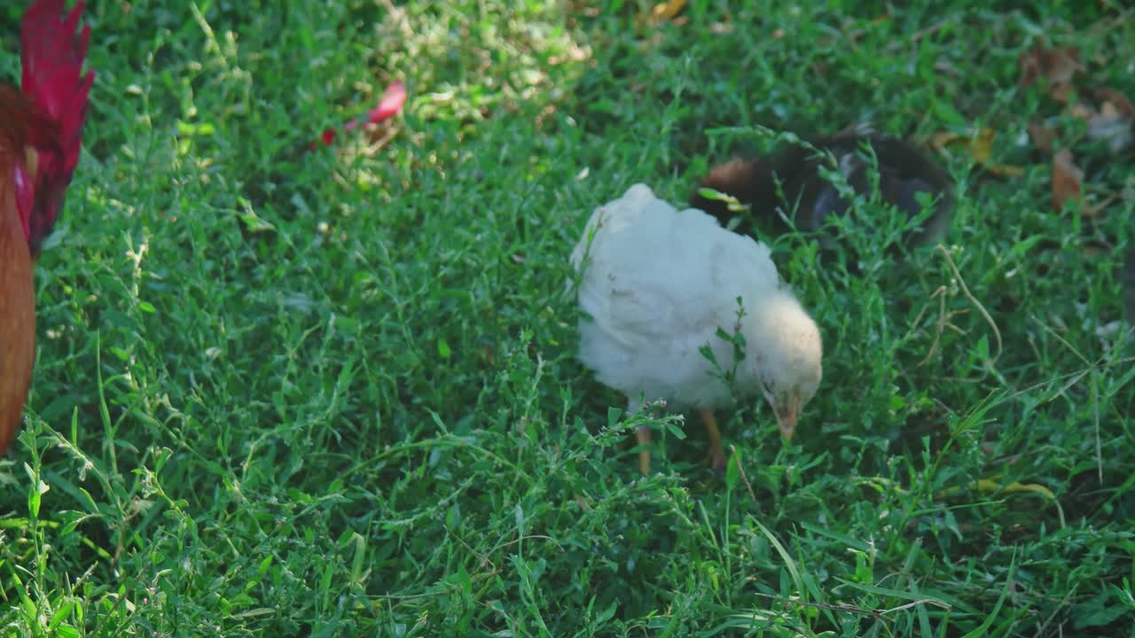 两只小鸡在草丛中啄食视频素材