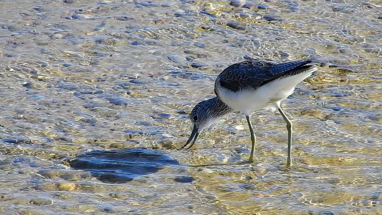 青足鹬(Tringa nebularia)视频下载