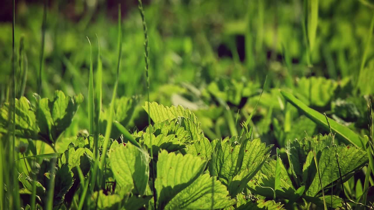 新鲜植物幼苗在开阔的土壤中种植，动作缓慢视频素材