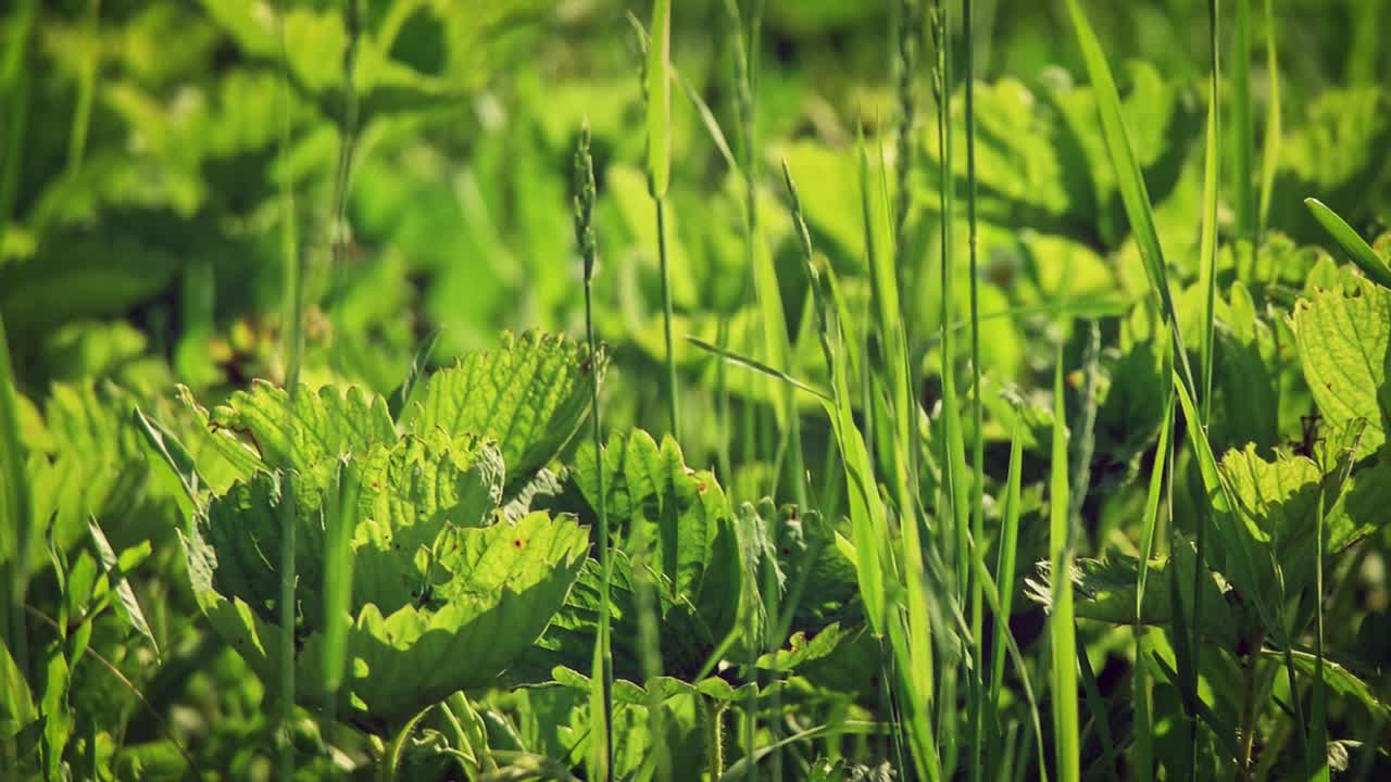 市场菜园里的蔬菜幼苗视频素材