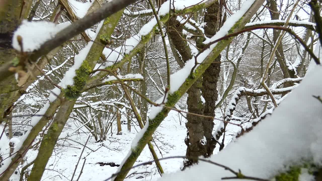 雪在树林里视频素材