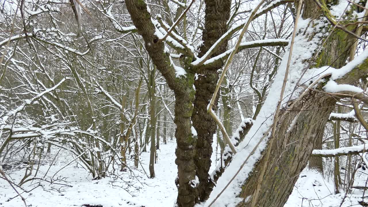 树林里飘落的雪花视频素材