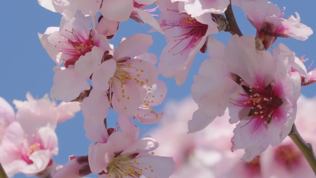 慢动作蜜蜂收集蜂蜜和授粉杏树或樱花或樱花视频素材