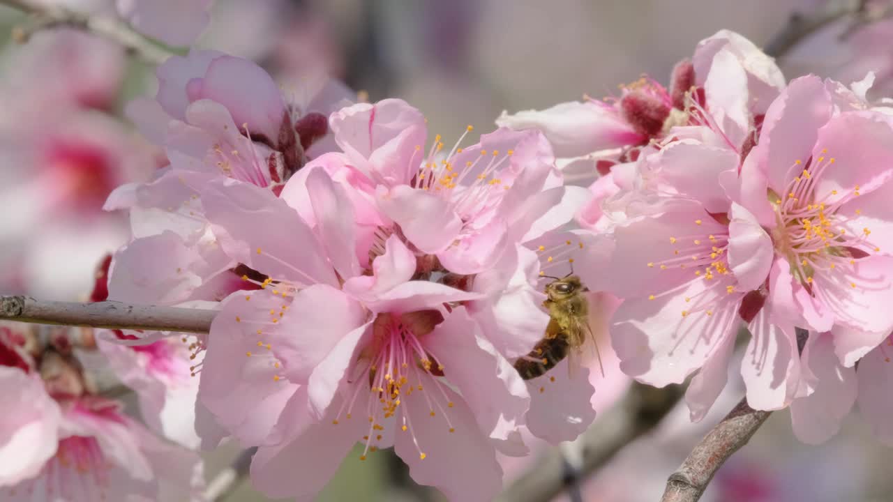 实时蜜蜂收集蜂蜜和授粉杏树或樱花或樱花视频素材