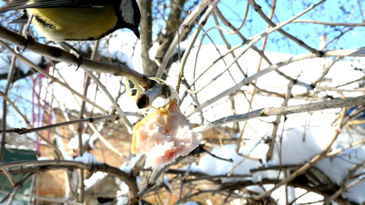 饥饿的鸟，大山雀或雄山雀，正在啄食挂在树枝上的猪油。视频素材