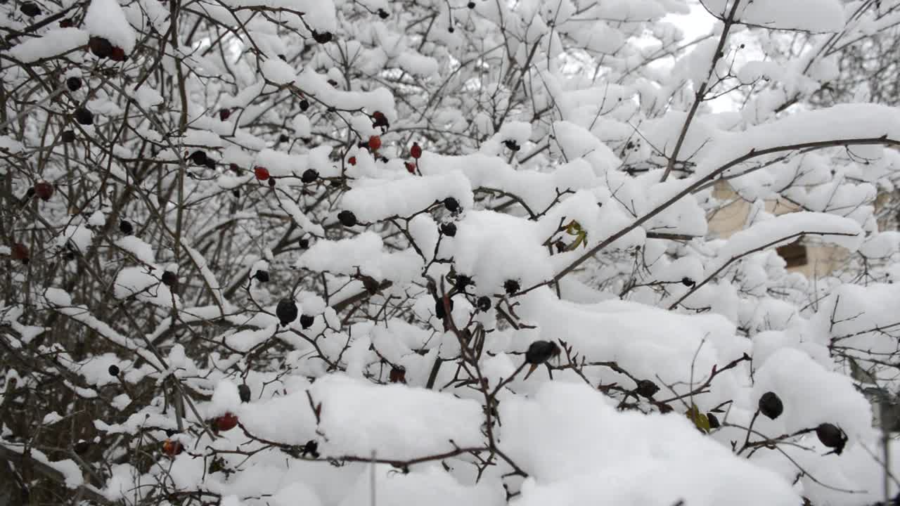 白雪覆盖的玫瑰果视频素材