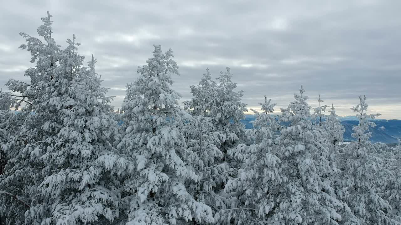 冬季森林无人机拍摄到的覆盖着积雪的树木视频素材