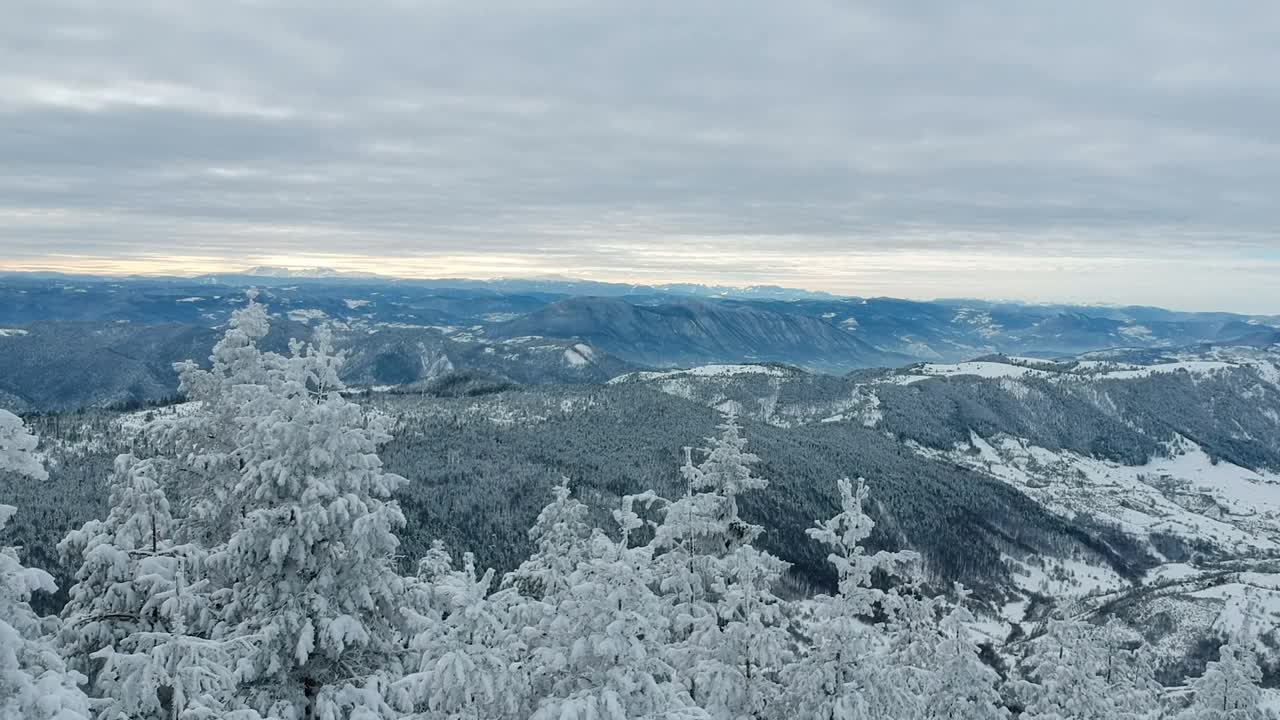 霜冻的冬季景观在雪林鸟瞰图视频素材